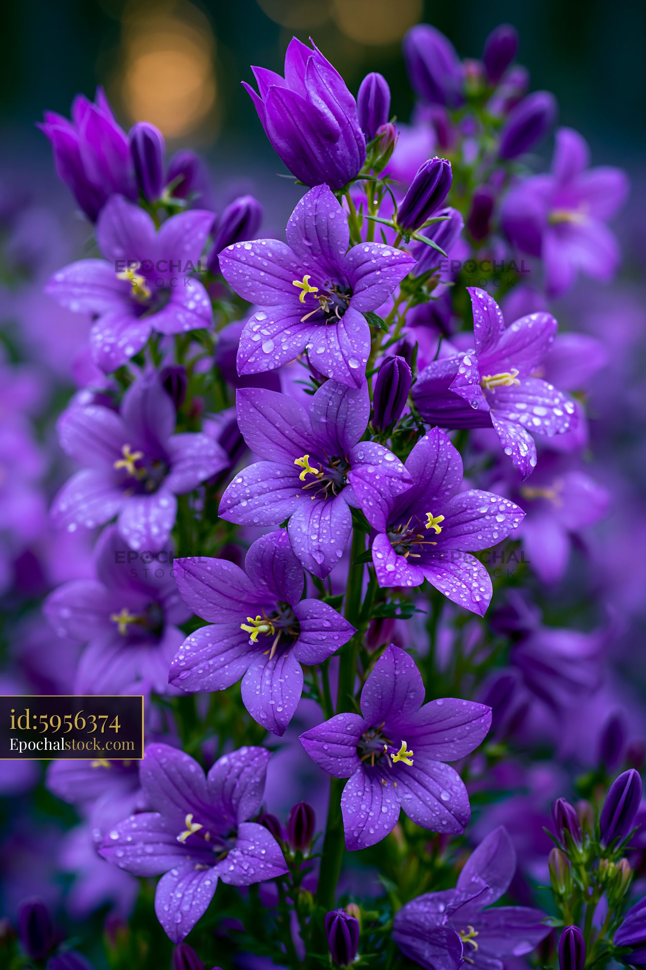 Watermarked full-resolution preview of Purple flowers with raindrops in a garden setting