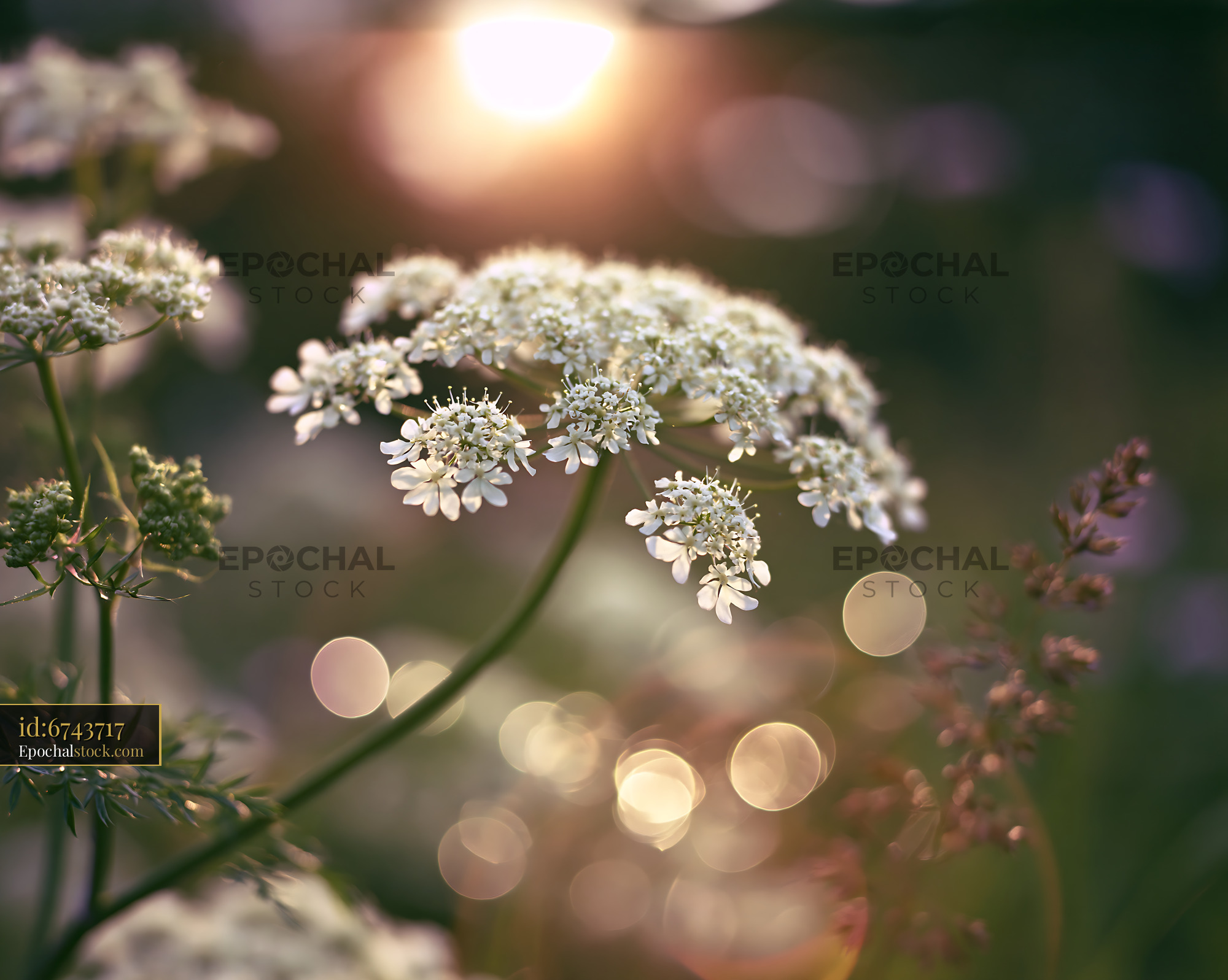 Watermarked full-resolution preview of White flowers with sunlight and bokeh effect in a garden