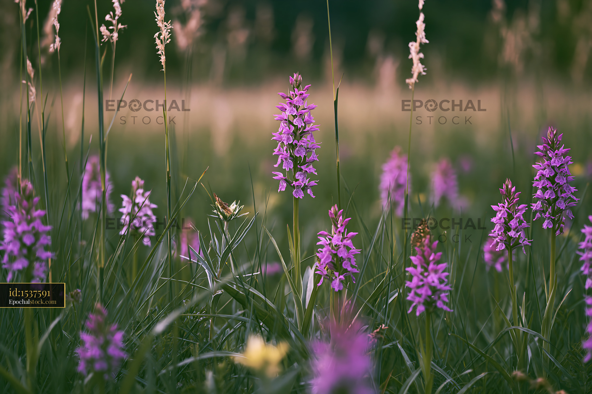 Watermarked full-resolution preview of Purple flowers in a grassy field during sunlight hours