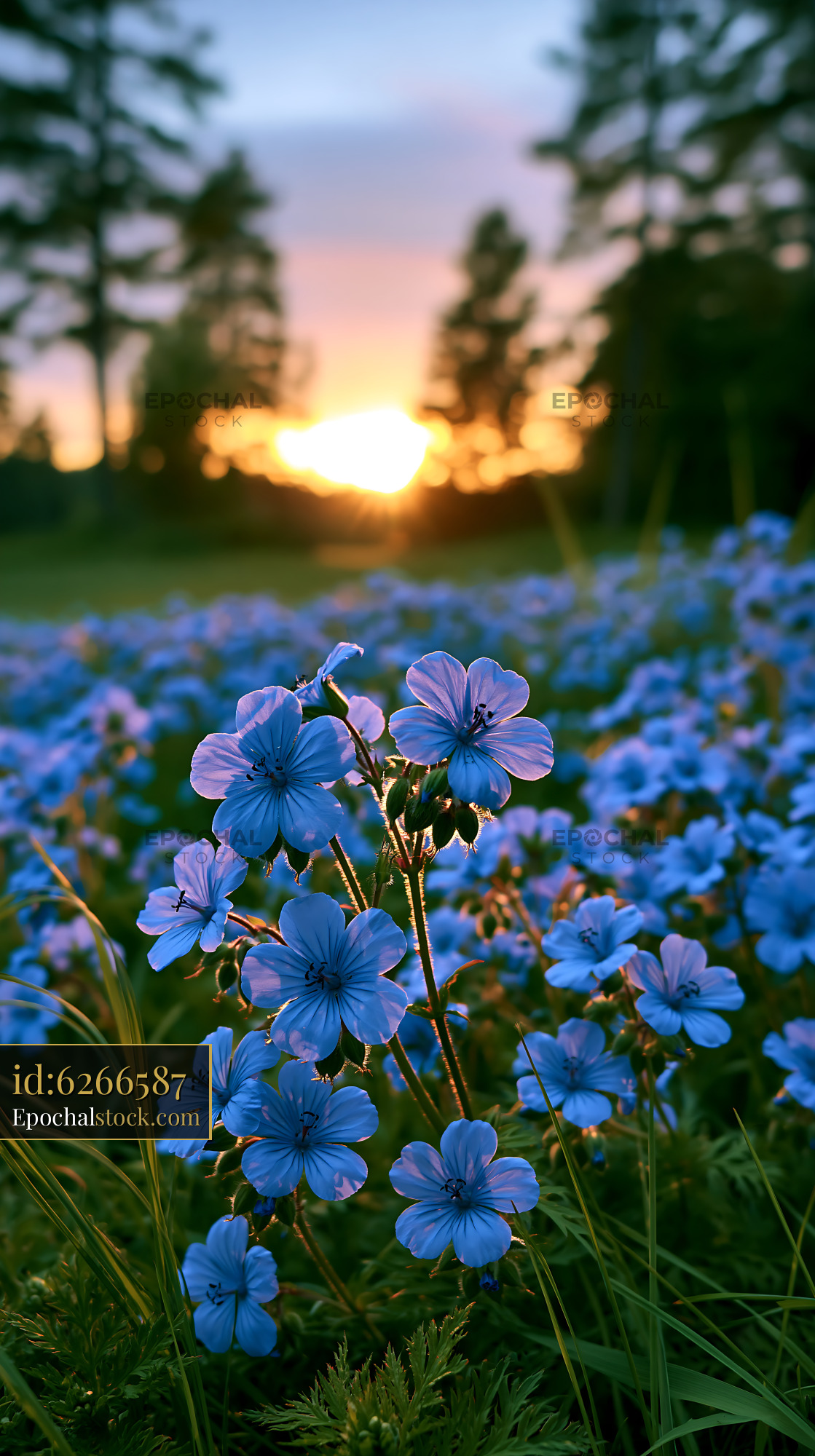 Blue Flowers Bloom in a Field at Sunset With Golden Light - stock photo