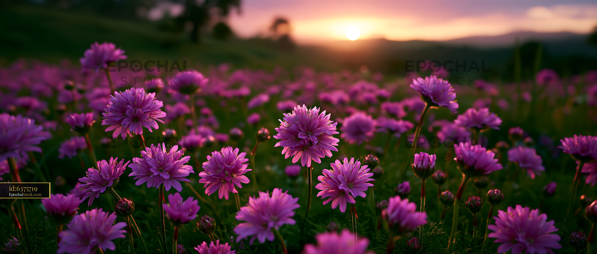 Watermarked full-resolution preview of Sunset over a field of blooming purple flowers
