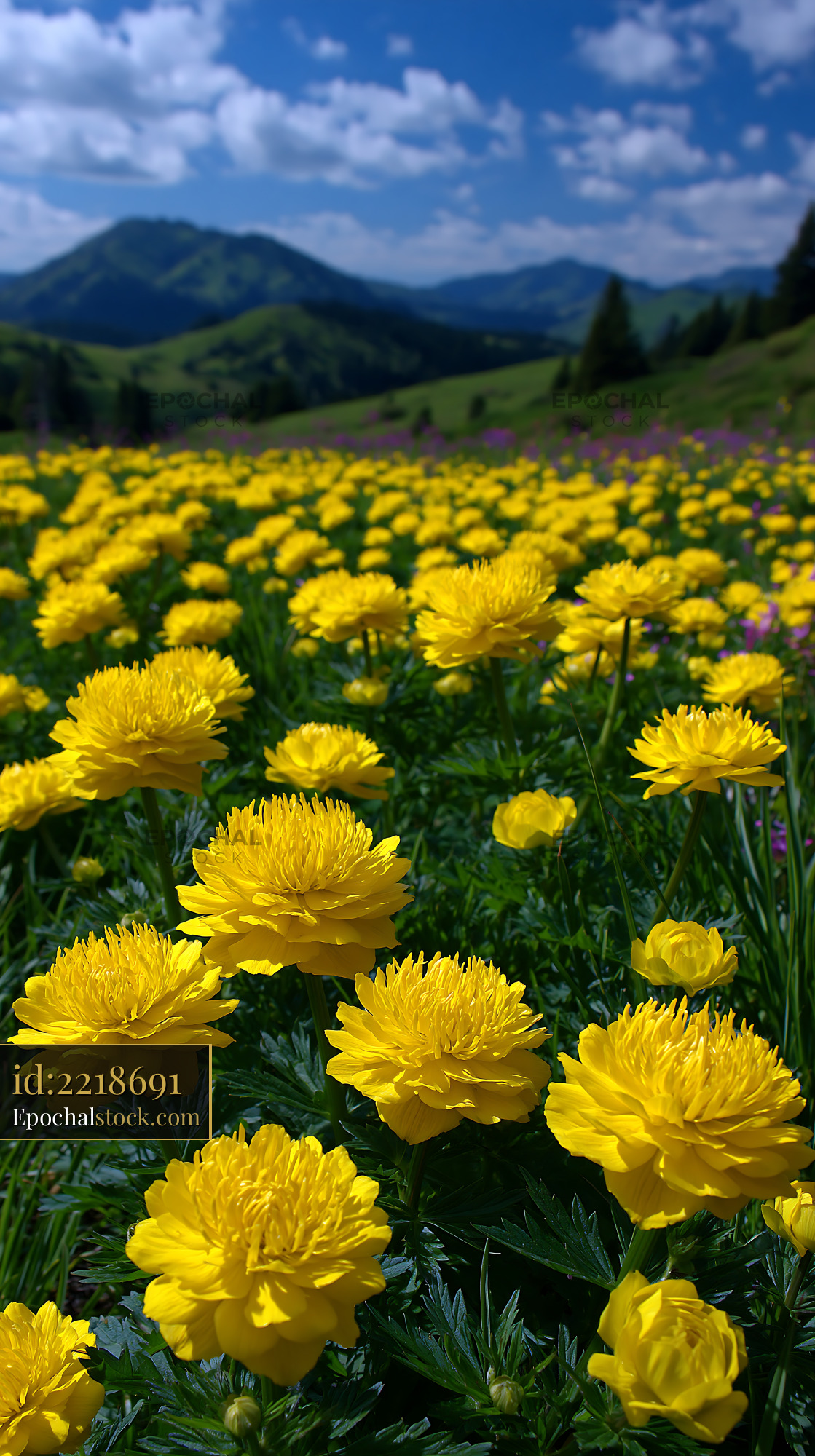 Watermarked full-resolution preview of Field of bright yellow flowers with mountains in the background