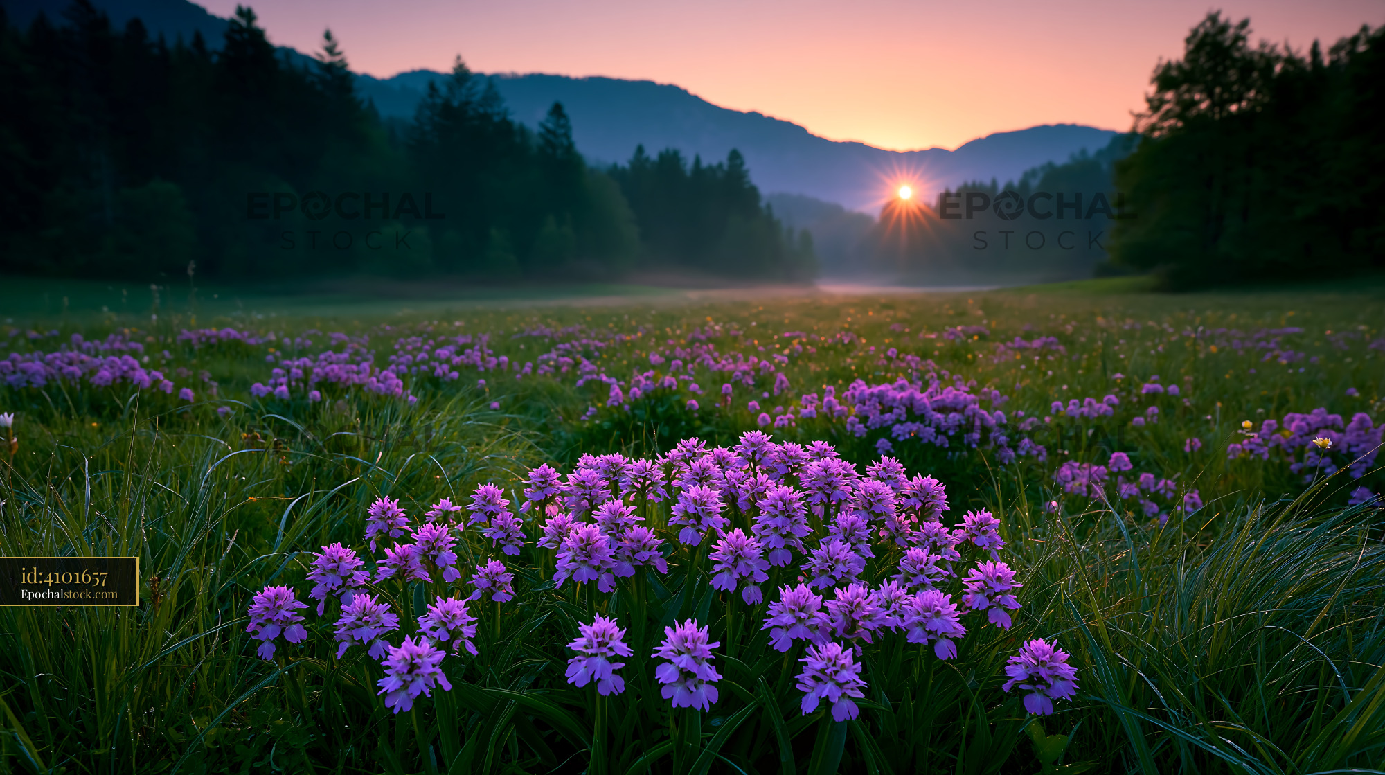 Watermarked full-resolution preview of Sunrise over purple flowers in a valley with mountains