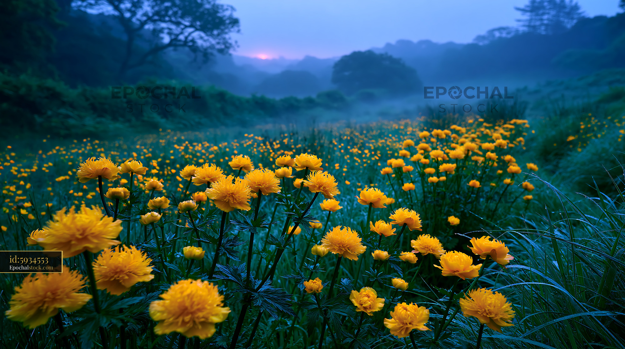 Watermarked full-resolution preview of Field of yellow flowers in the early morning light