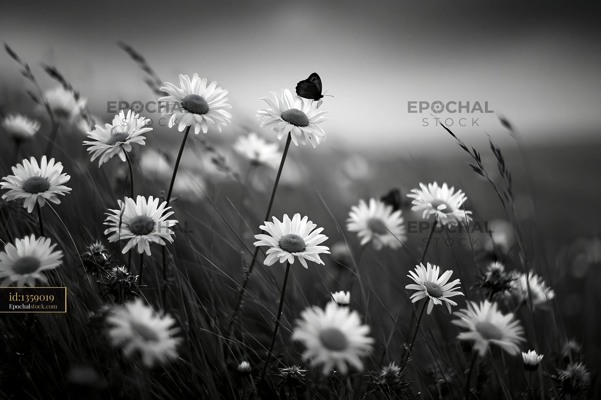 Wildflower Meadow With Daisies and Butterfly at Dusk - stock photo