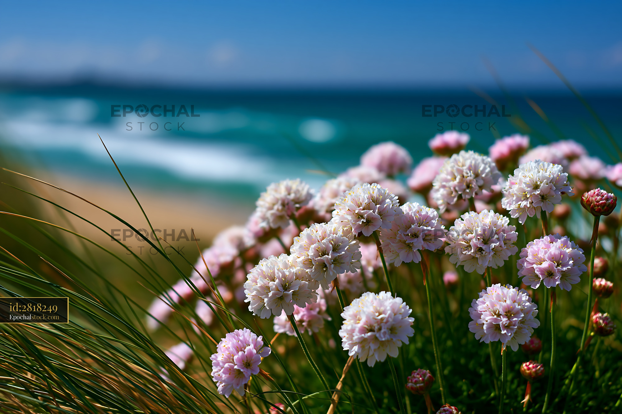 Watermarked full-resolution preview of Flowers in front of the beach with ocean waves in the background