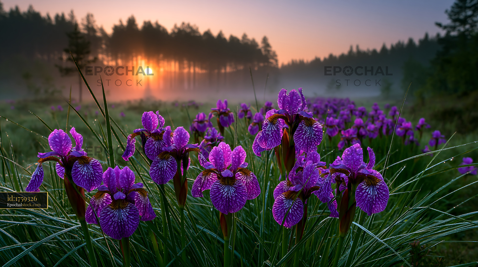 Watermarked full-resolution preview of Sunrise over purple flowers in a misty field