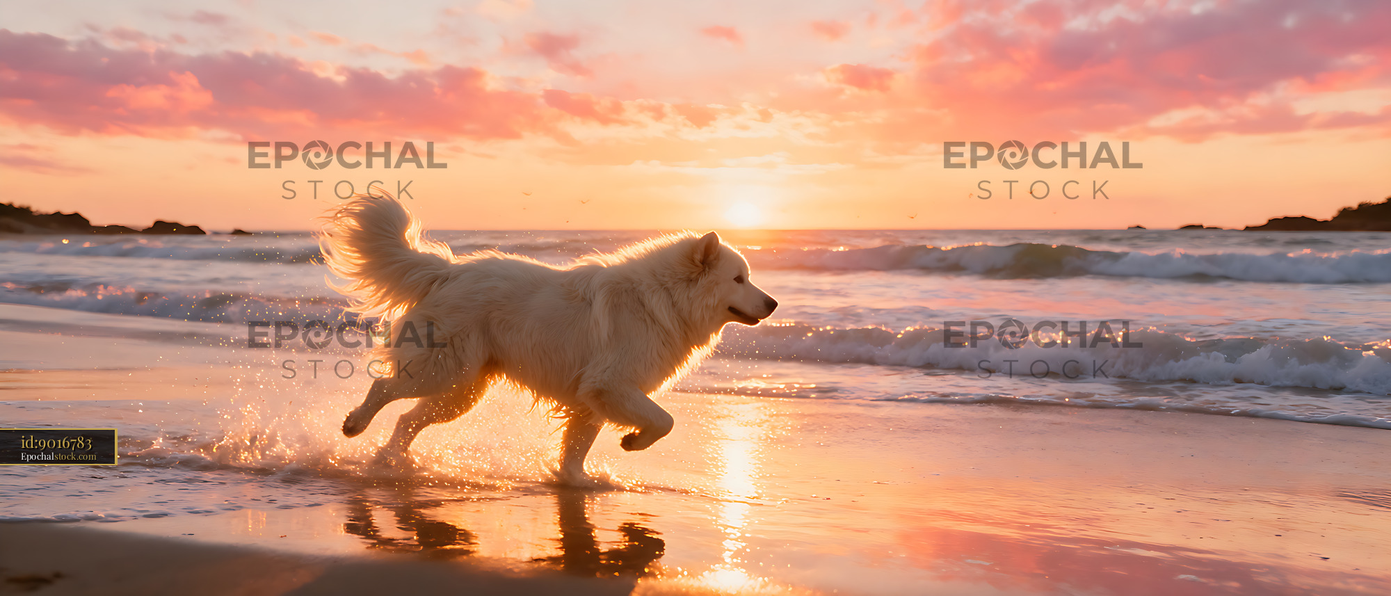 Watermarked full-resolution preview of White fluffy dog sprinting along the shoreline at sunset