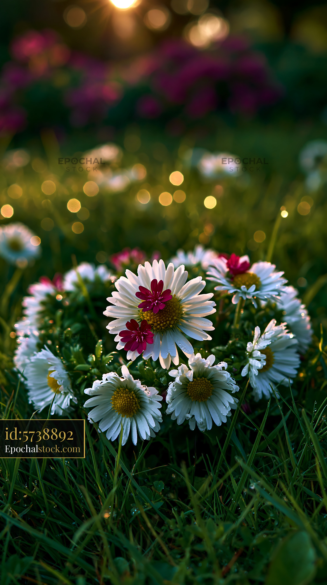 Watermarked full-resolution preview of Colorful flowers in a circular arrangement on green grass