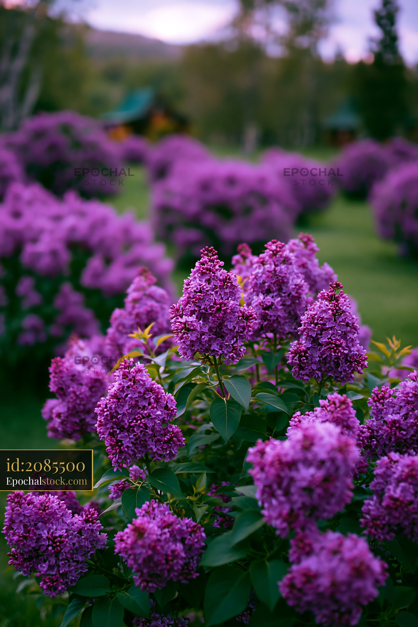 Watermarked full-resolution preview of Lilac flowers blooming in a garden during spring season