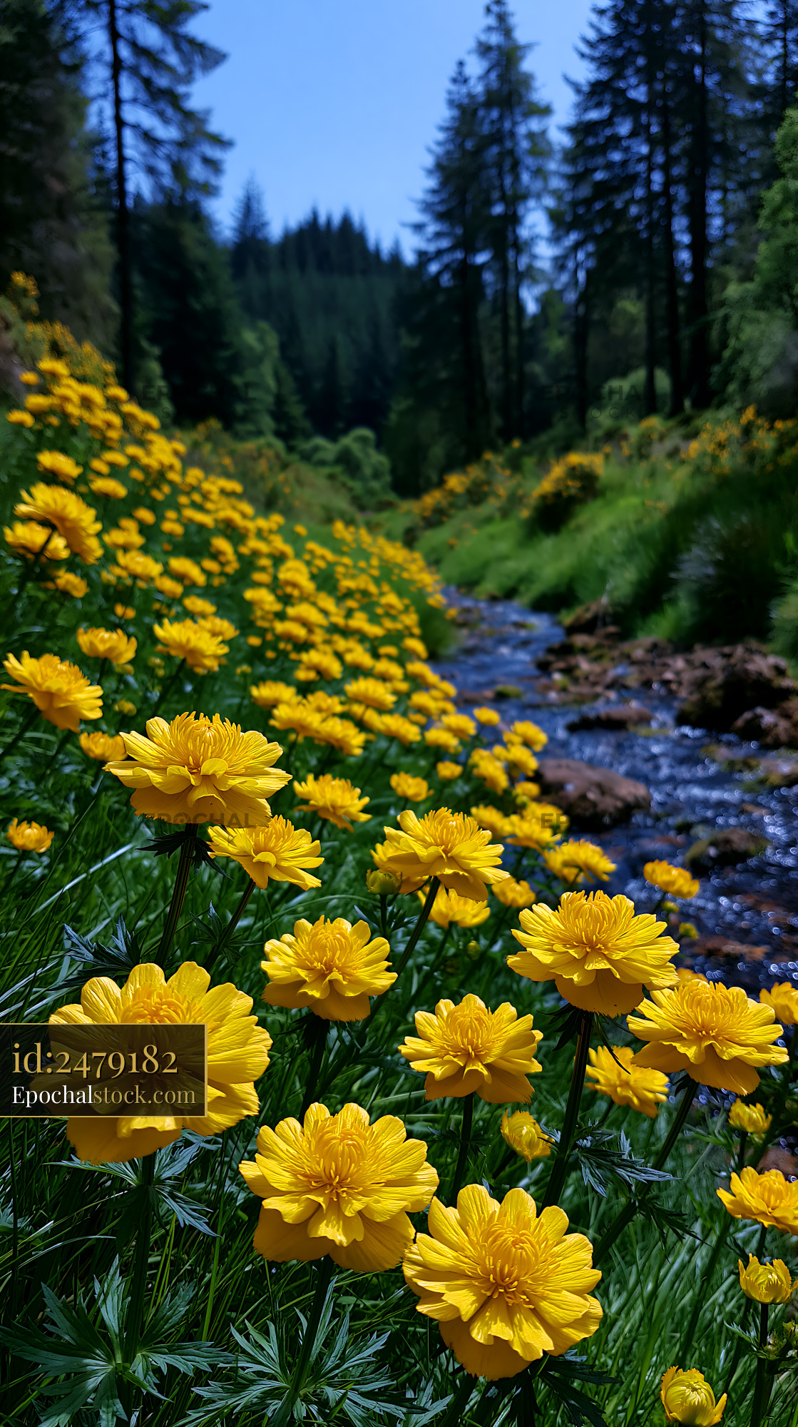 Watermarked full-resolution preview of Yellow blooms along a woodland creek