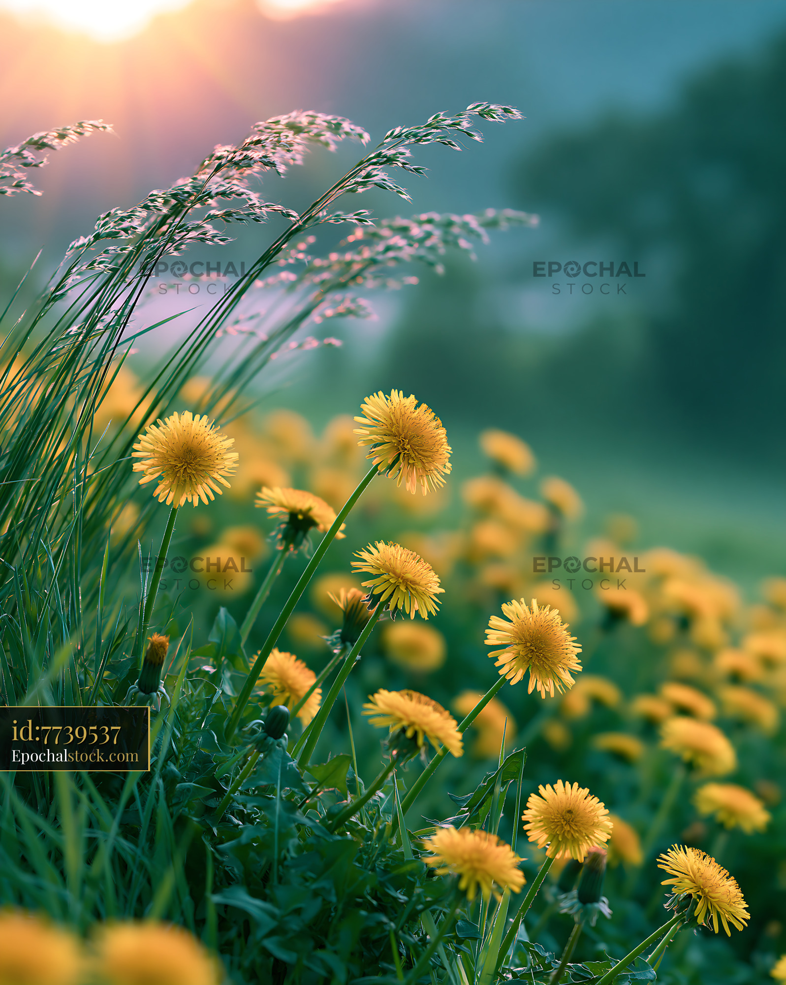 Watermarked full-resolution preview of Yellow dandelions blooming in a green field during sunset