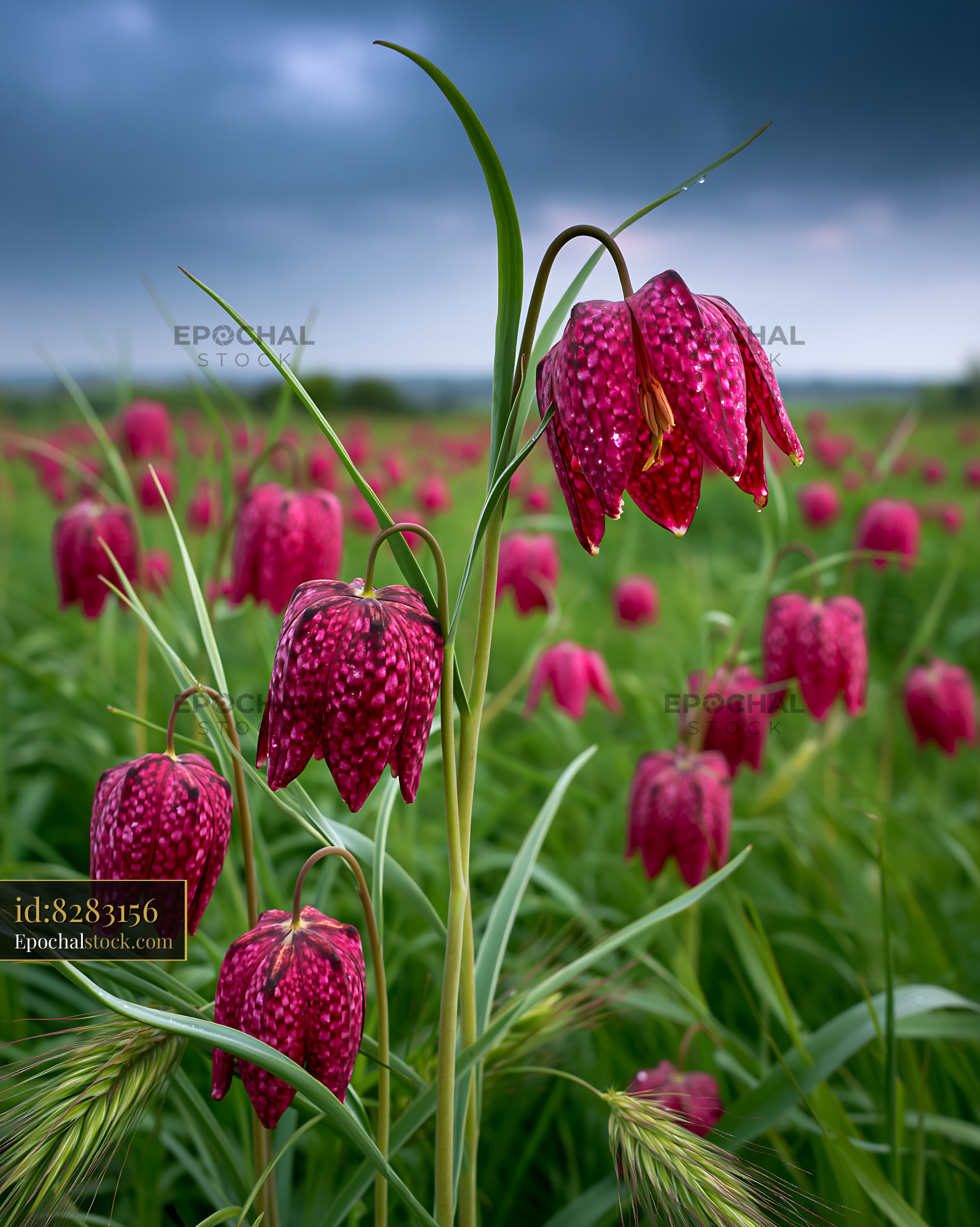 Watermarked full-resolution preview of Pink flowers bloom in a field under cloudy skies