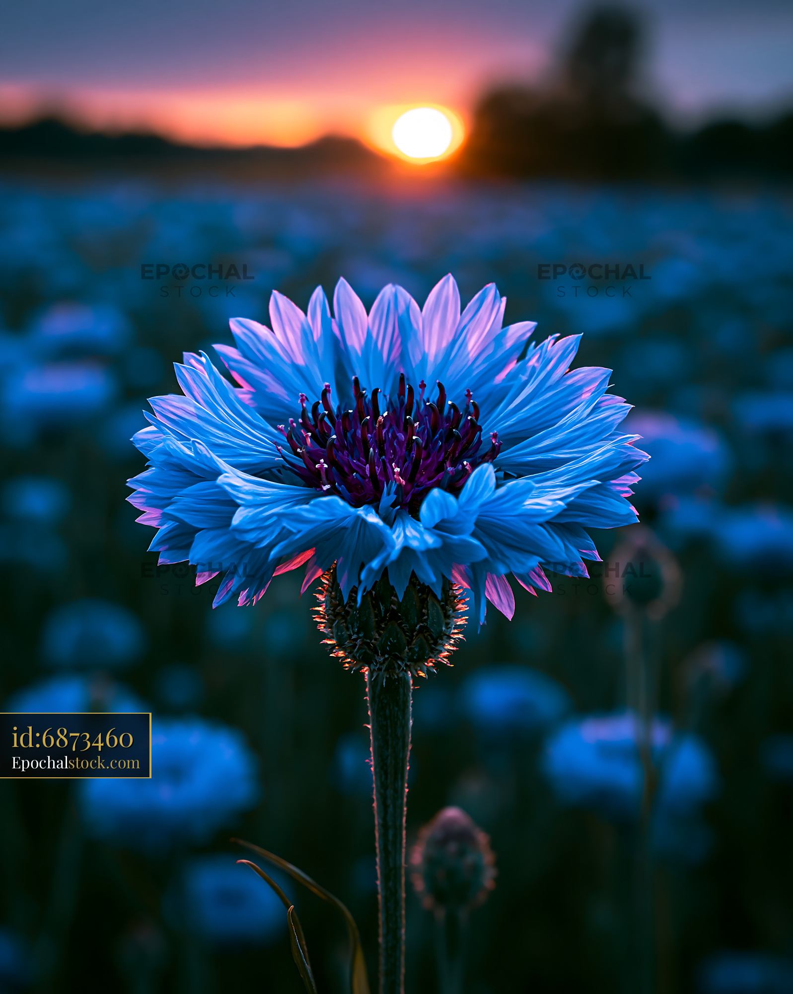 Watermarked full-resolution preview of Blue flower stands tall at sunset in a field