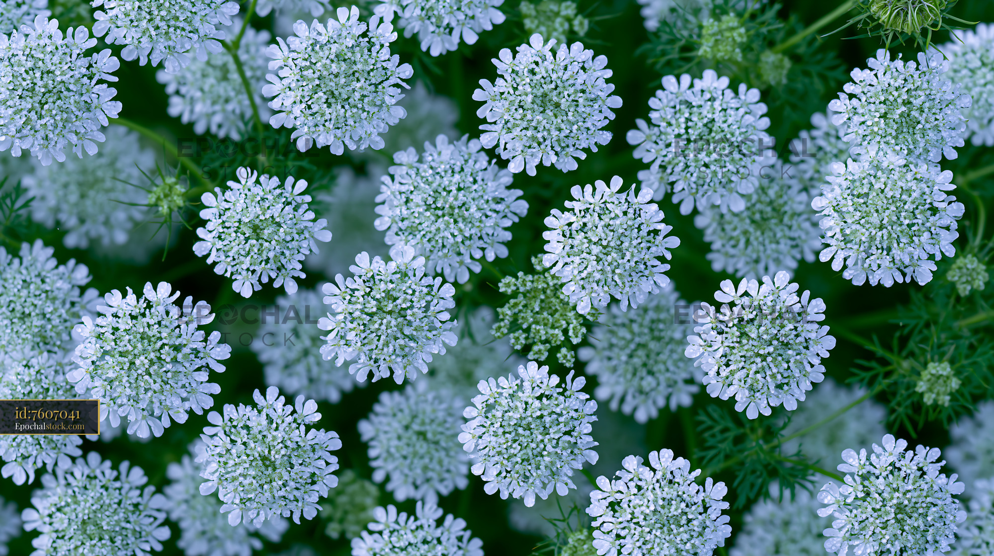 Watermarked full-resolution preview of Close-up view of white flowers in a green field
