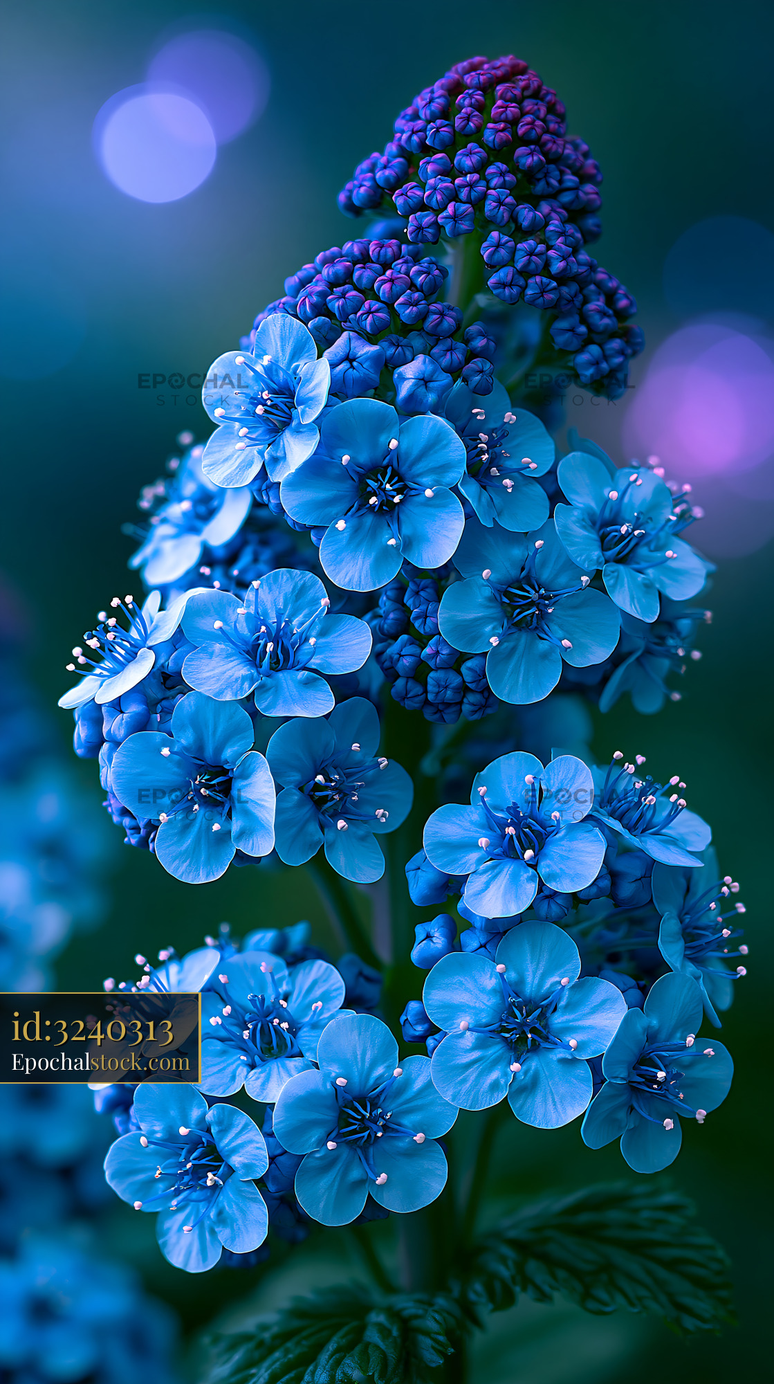 Watermarked full-resolution preview of Bright blue flowers in a natural setting during the day