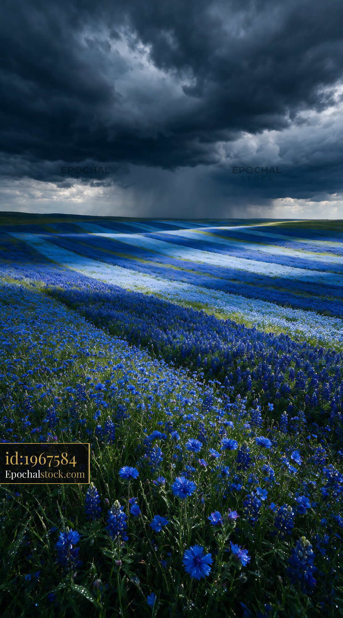 Watermarked full-resolution preview of Blue flower field under dark clouds