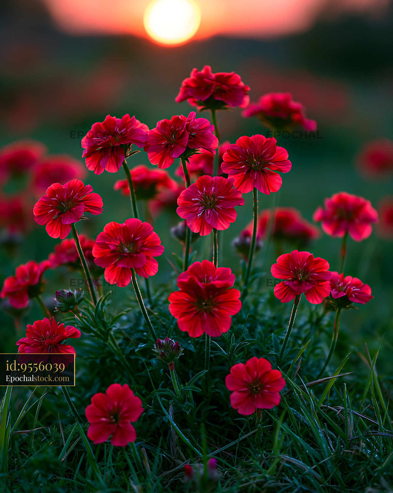 Watermarked full-resolution preview of Red flowers in a field during sunset