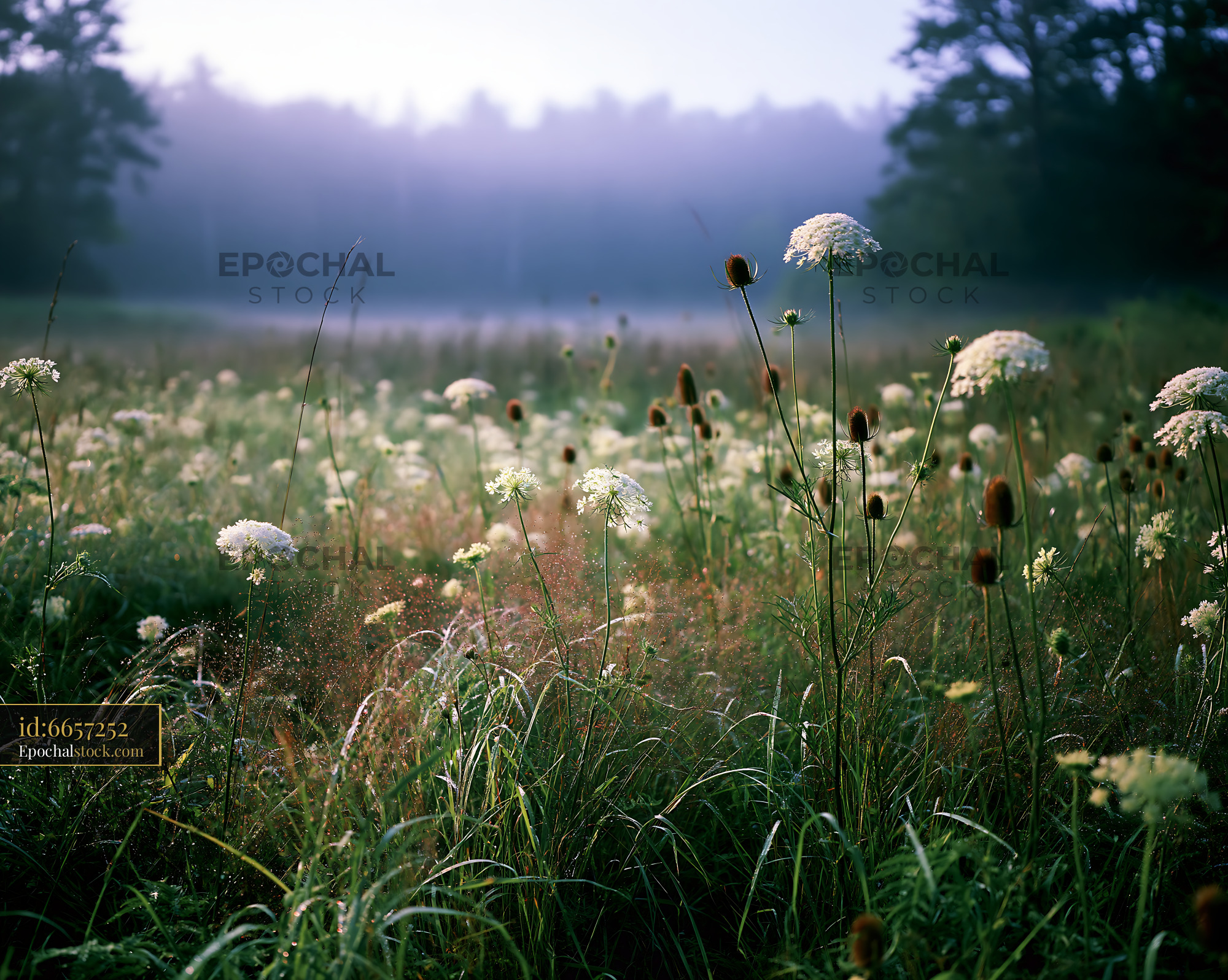 Watermarked full-resolution preview of Morning fog over a field of wildflowers