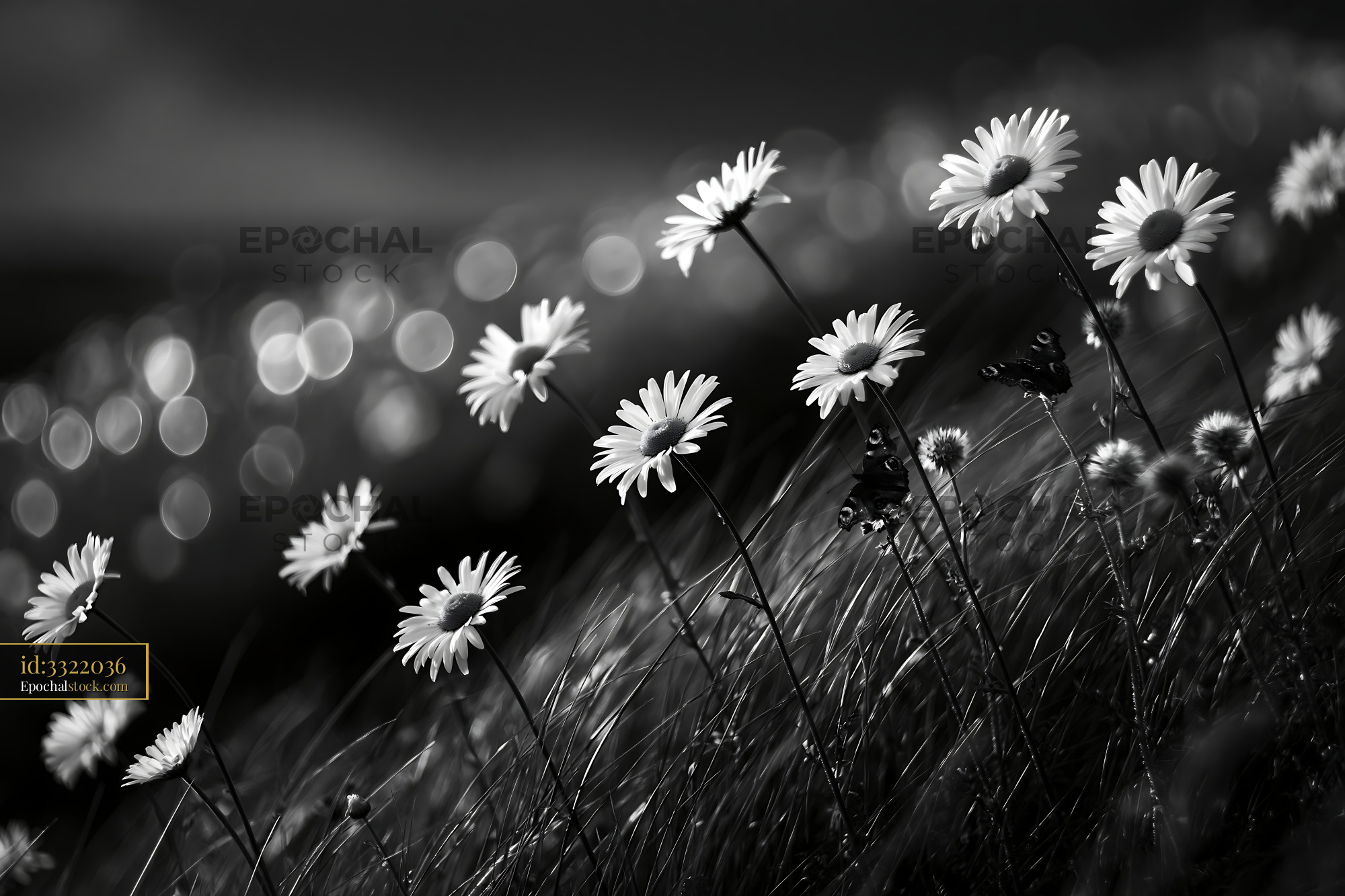 Daisy Blooms in Soft Light Under the Meadow Sky - stock photo