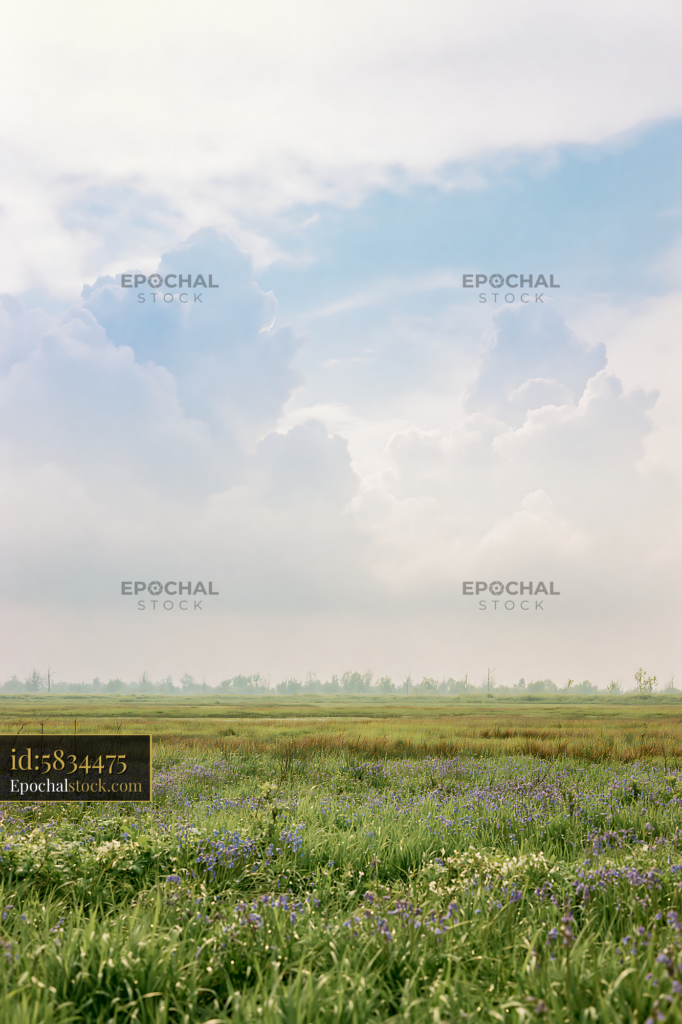Bluebells Blooming in a Green Field Under Cloudy Sky - stock photo