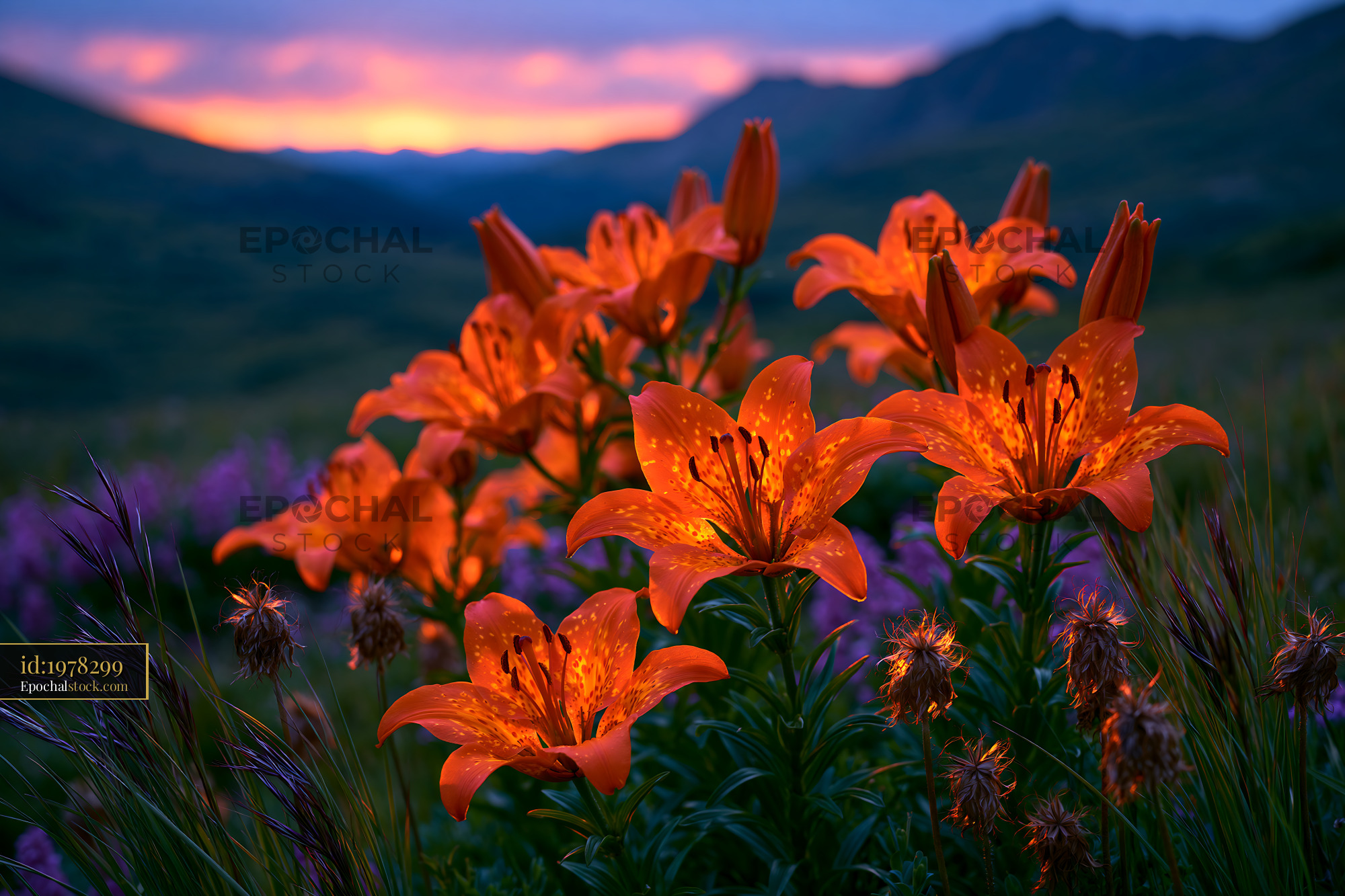 Watermarked full-resolution preview of Orange lilies and wildflowers against mountains at sunset