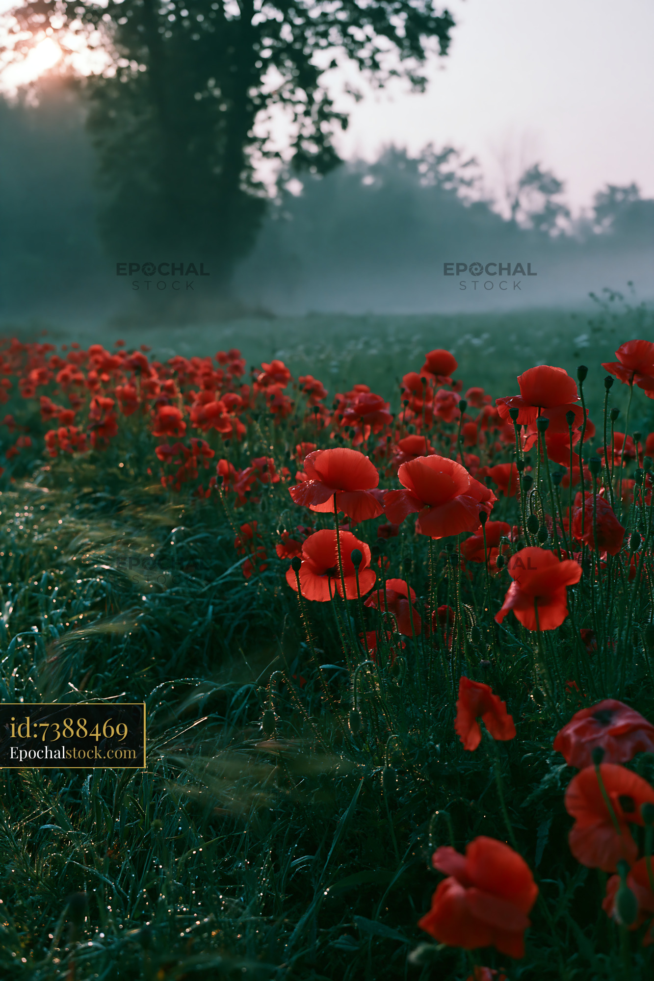 Watermarked full-resolution preview of Field of red poppies in the morning fog