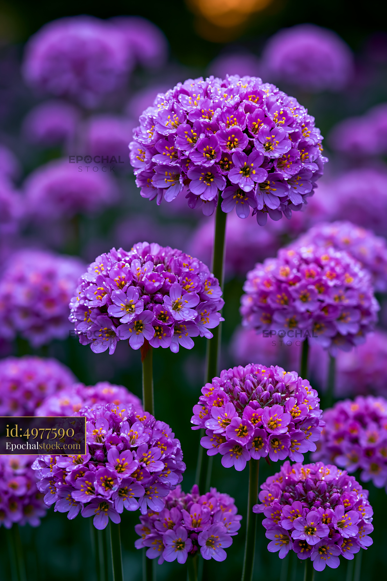 Watermarked full-resolution preview of Vibrant purple flowers in a garden during sunny weather