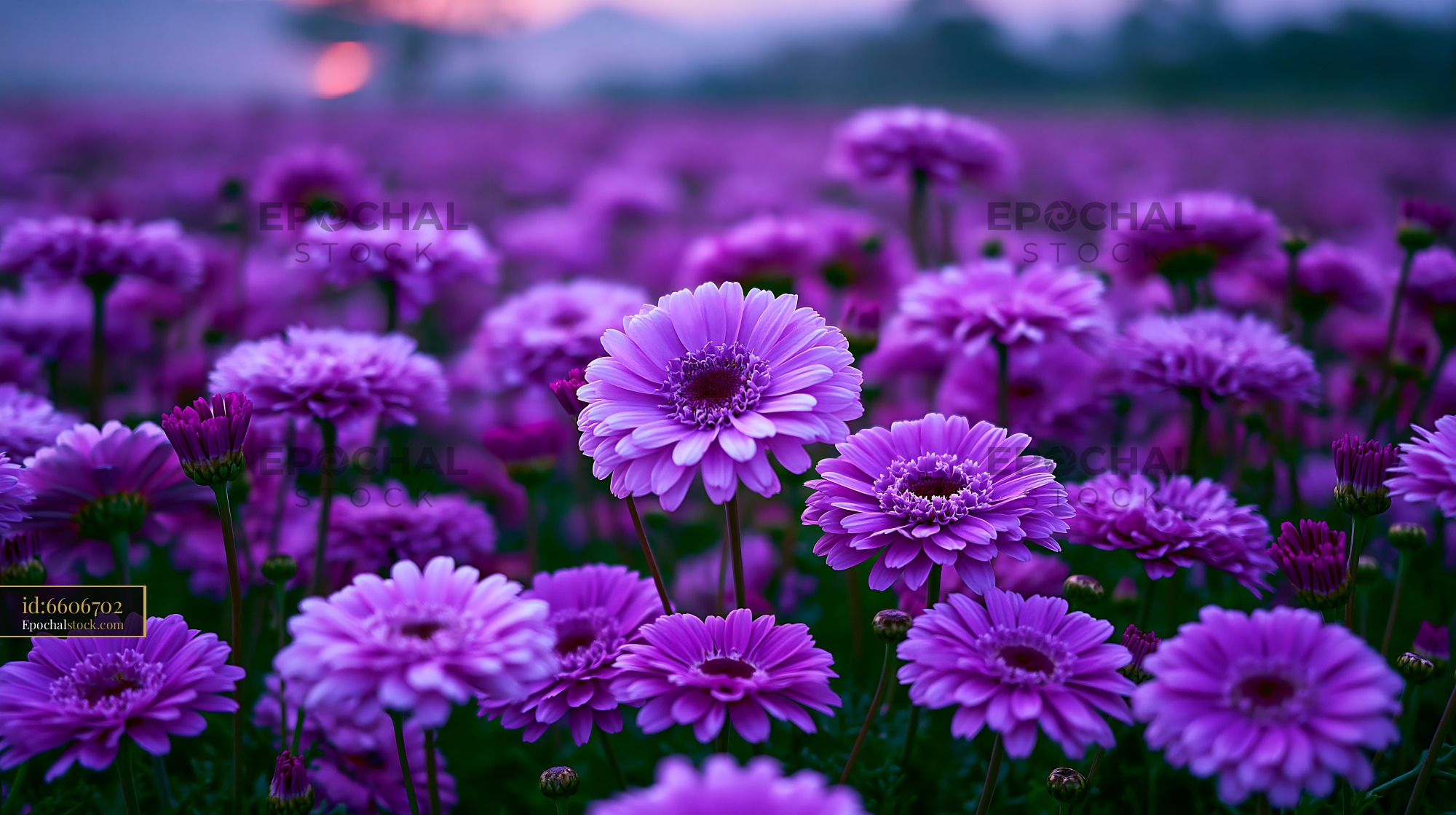 Watermarked full-resolution preview of Vibrant purple flowers in a blooming field during sunset