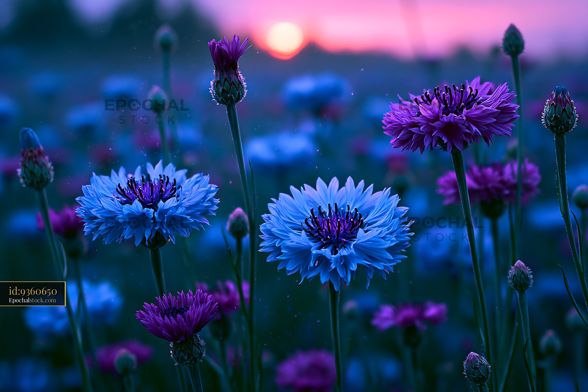 Watermarked full-resolution preview of Colorful flowers in a field at sunset
