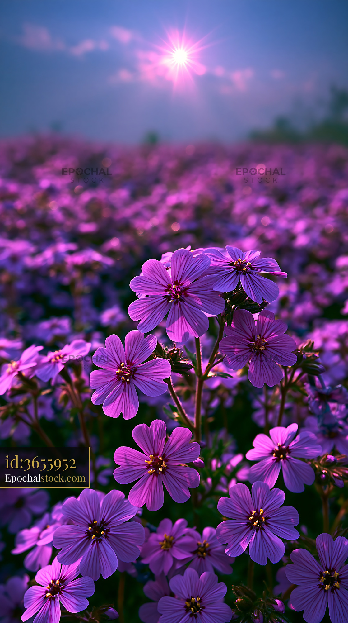 Watermarked full-resolution preview of Vivid purple flowers blooming under sunlight in a field