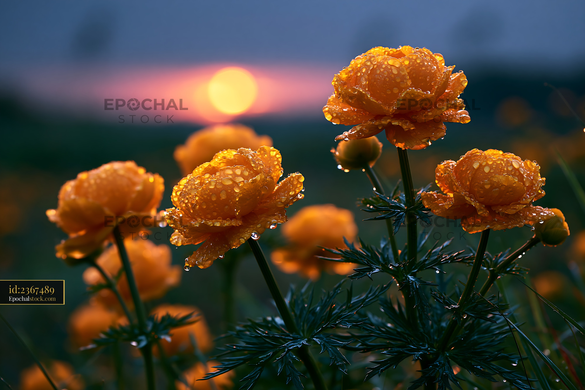 Watermarked full-resolution preview of Golden flowers with droplets against sunset backdrop