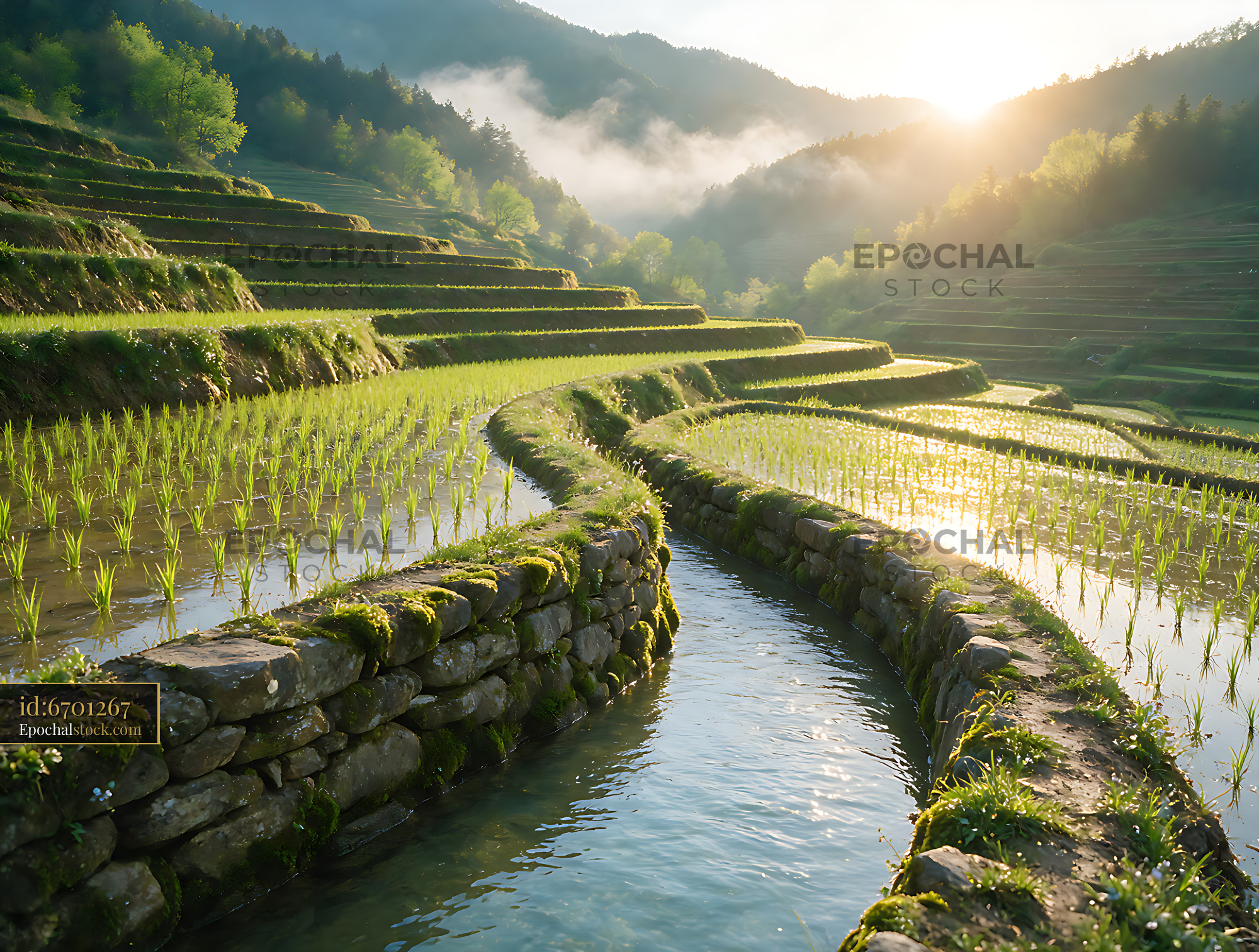 Watermarked full-resolution preview of Misty mountain rice terraces with irrigation water