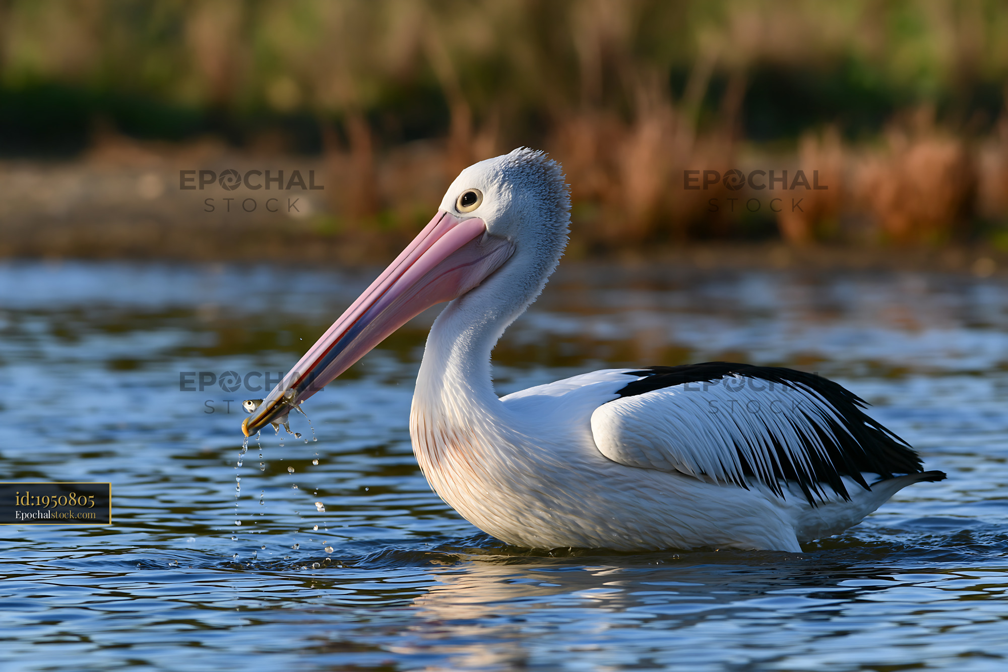 Australian pelican fishing in a coastal lagoon - stock photo