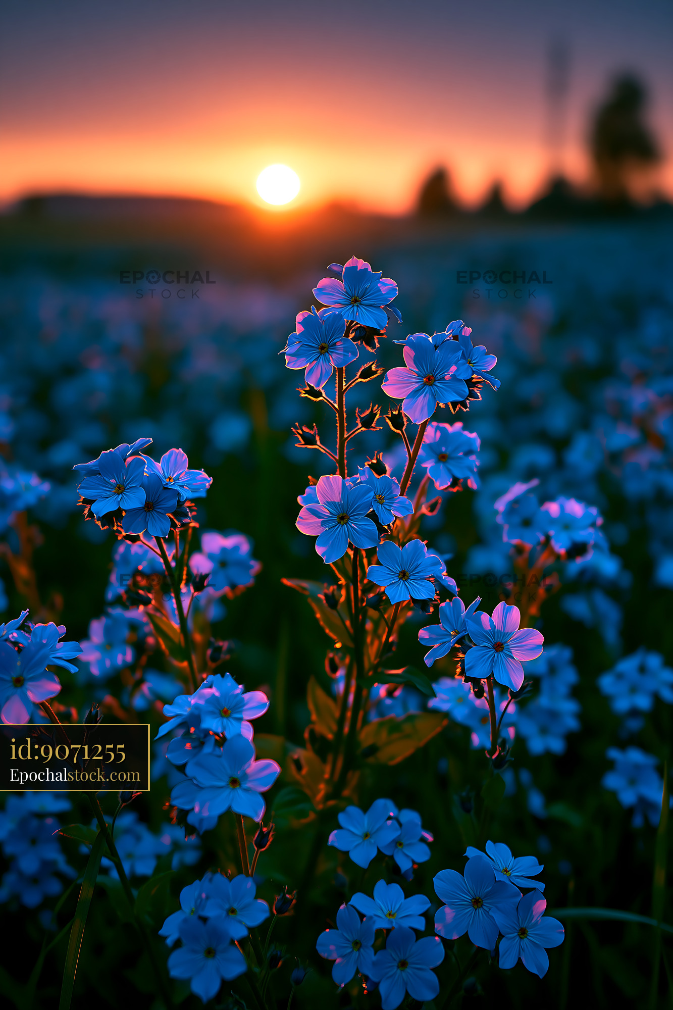Watermarked full-resolution preview of Bright blue flowers at sunset in a field