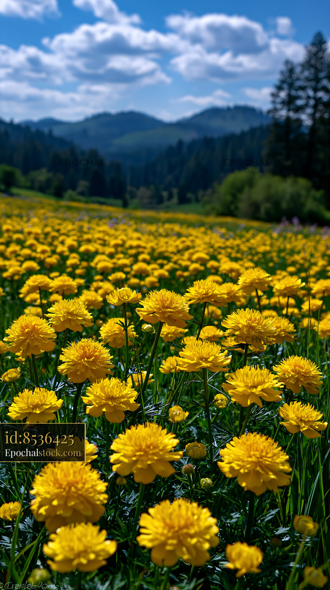 Watermarked full-resolution preview of Bright yellow flowers in a vast field with mountains in the background