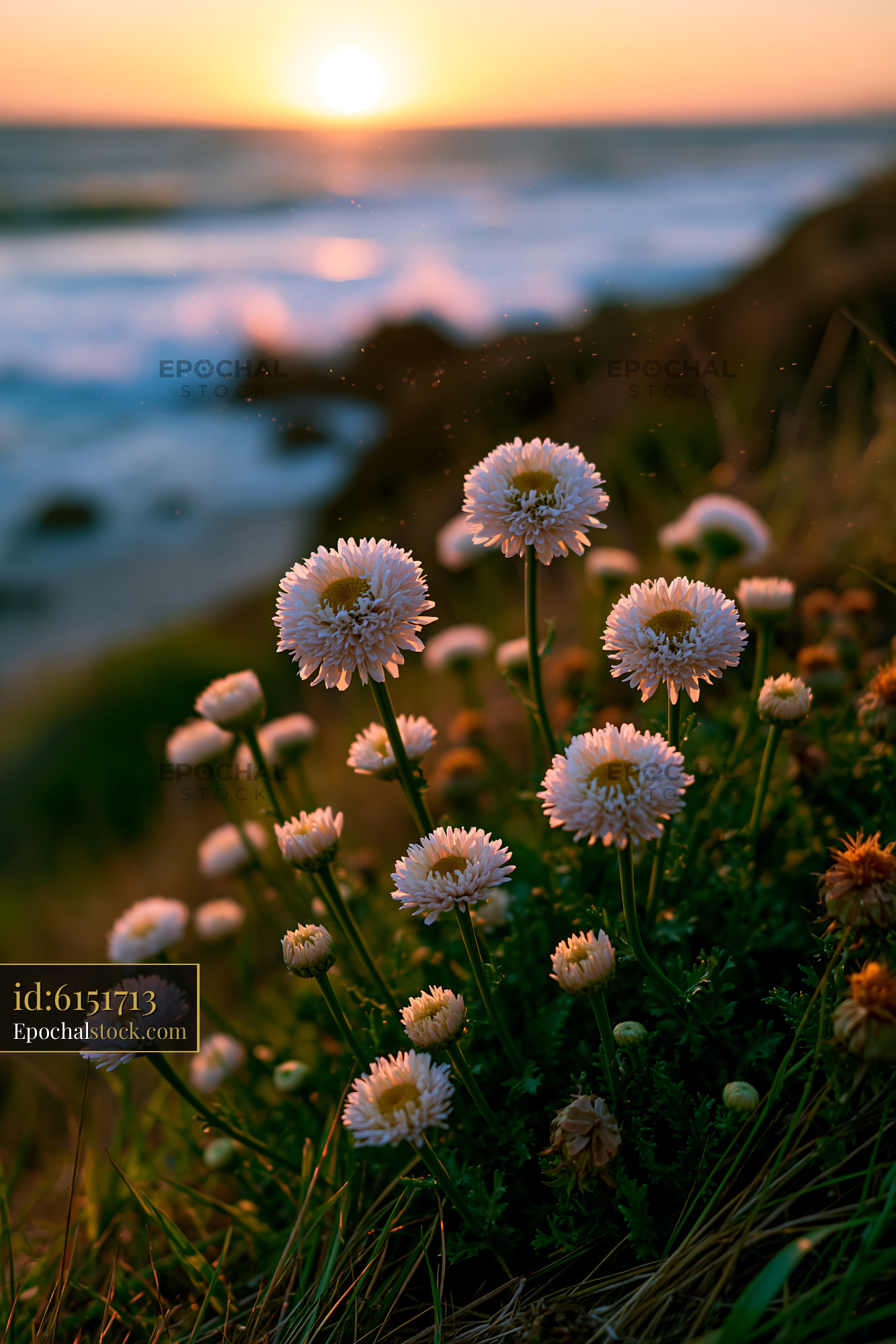 Flowers Blooming by the Ocean at Sunset - stock photo
