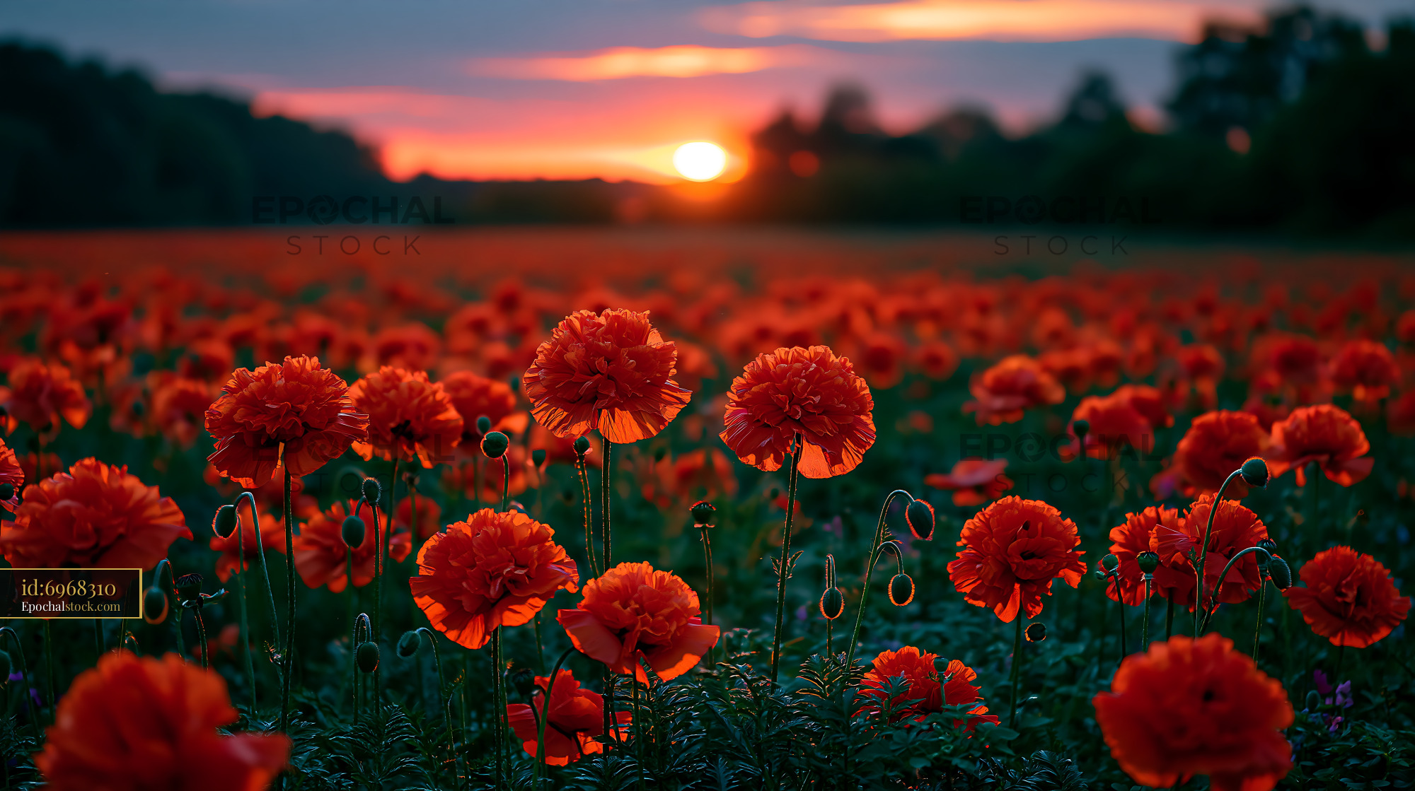 Poppy Flowers Bloom in Sunset Light Over a Green Field - stock photo