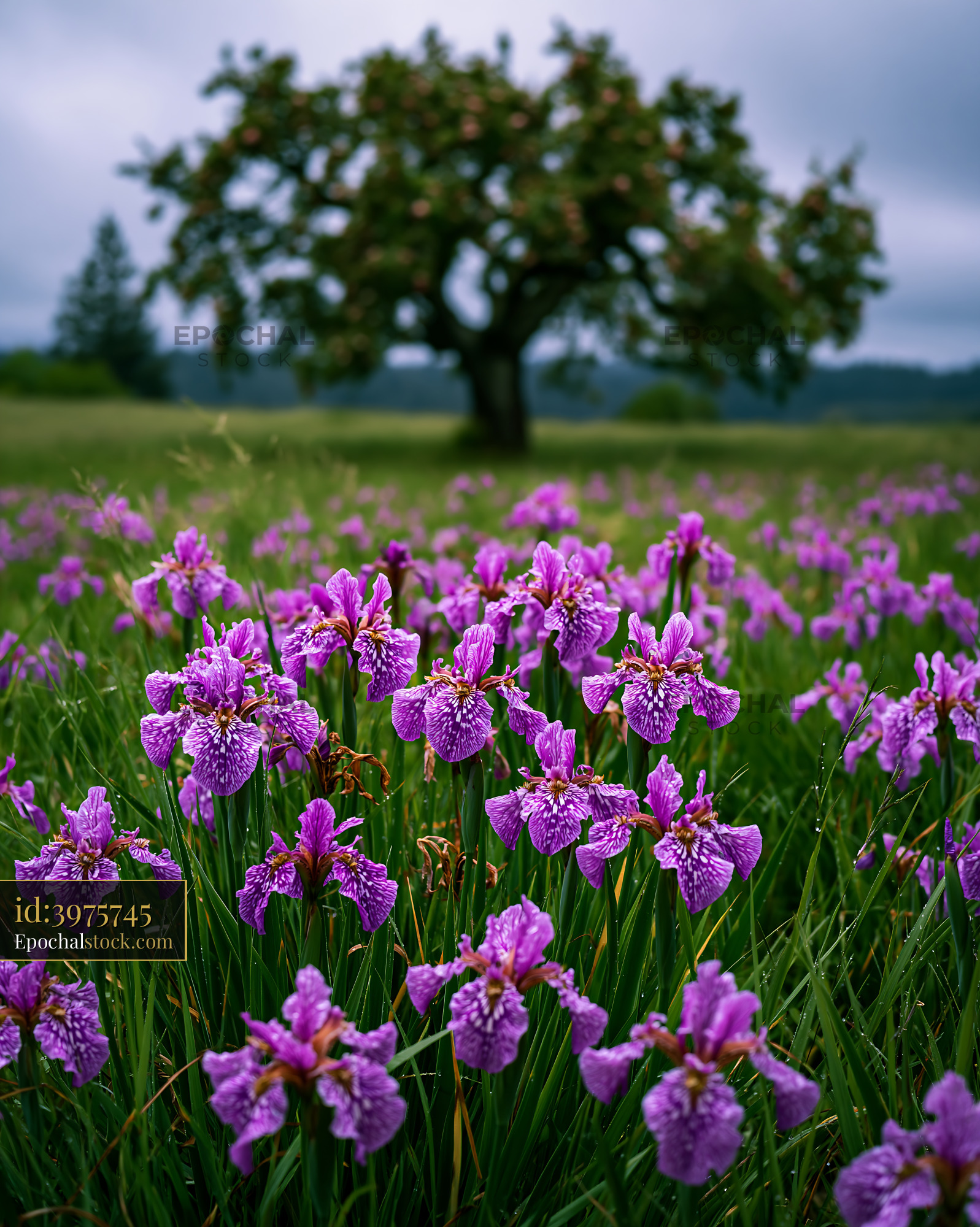 Watermarked full-resolution preview of Purple flowers bloom in a field under a cloudy sky