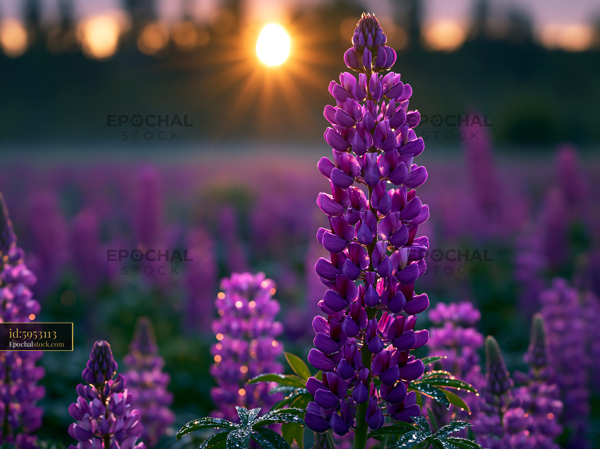 Watermarked full-resolution preview of Purple flowers bloom at sunset in a field