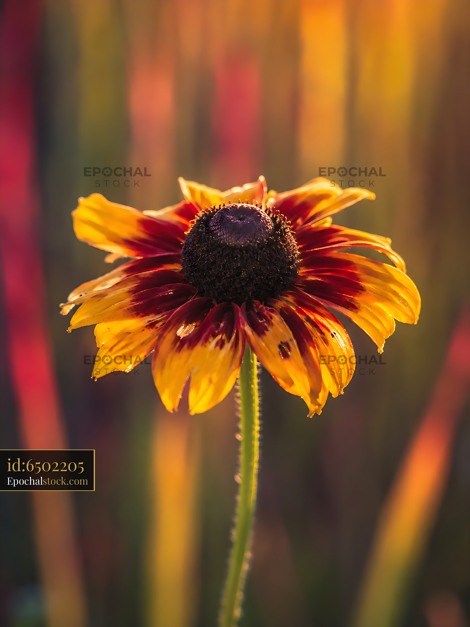 Watermarked full-resolution preview of Flower with yellow and red petals in blurred background