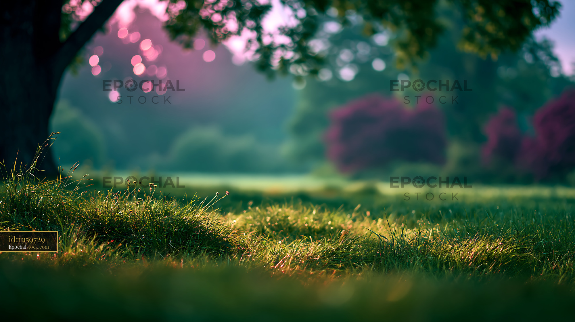 Watermarked full-resolution preview of Morning light shining on grassy field
