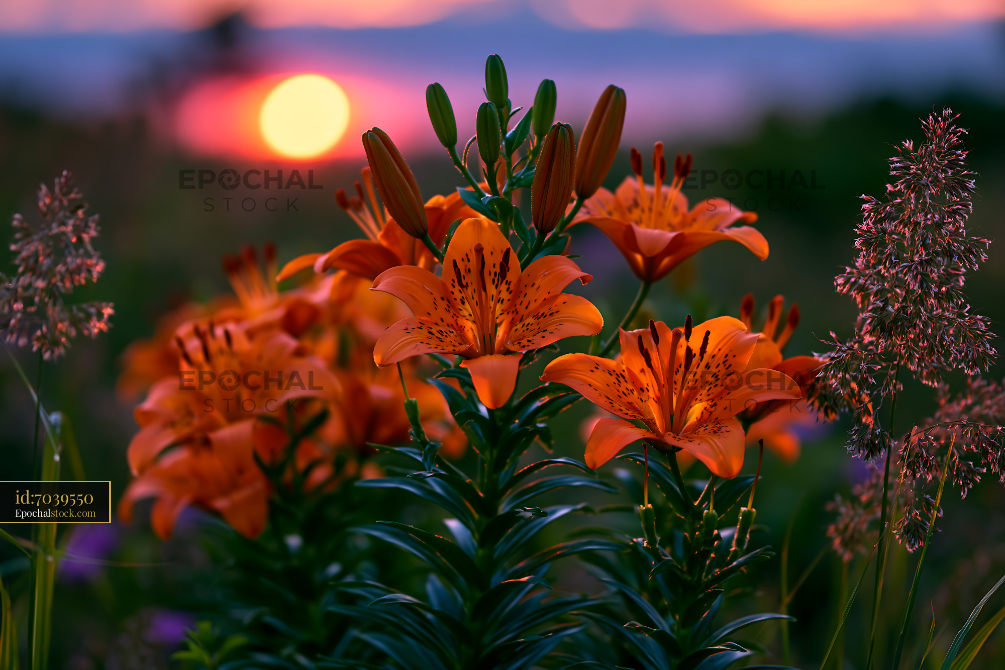 Watermarked full-resolution preview of Blooming orange lilies in a field during sunset