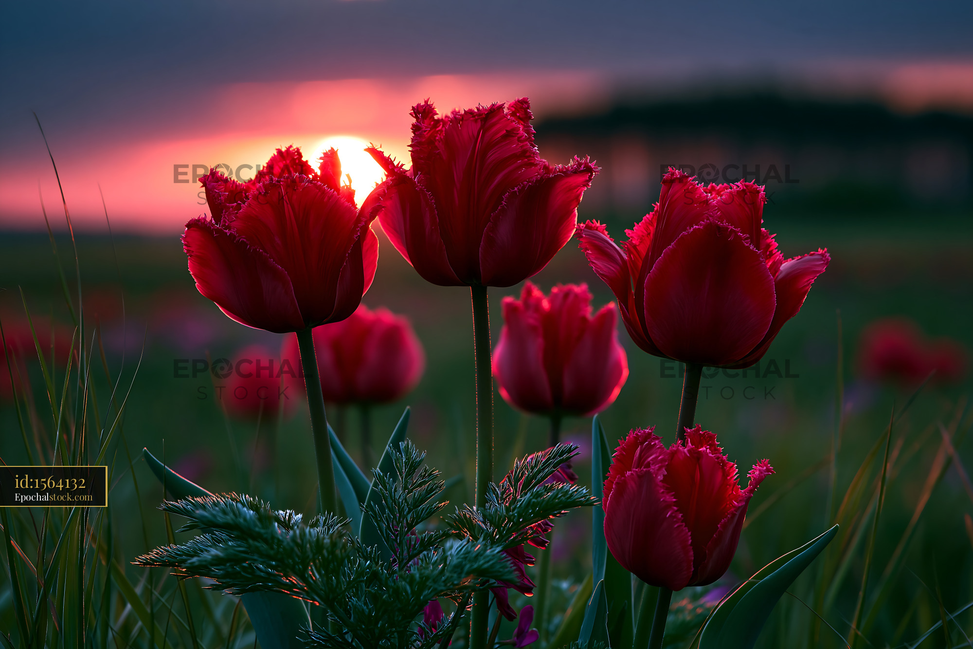 Watermarked full-resolution preview of Red tulips bloom during sunset in a field
