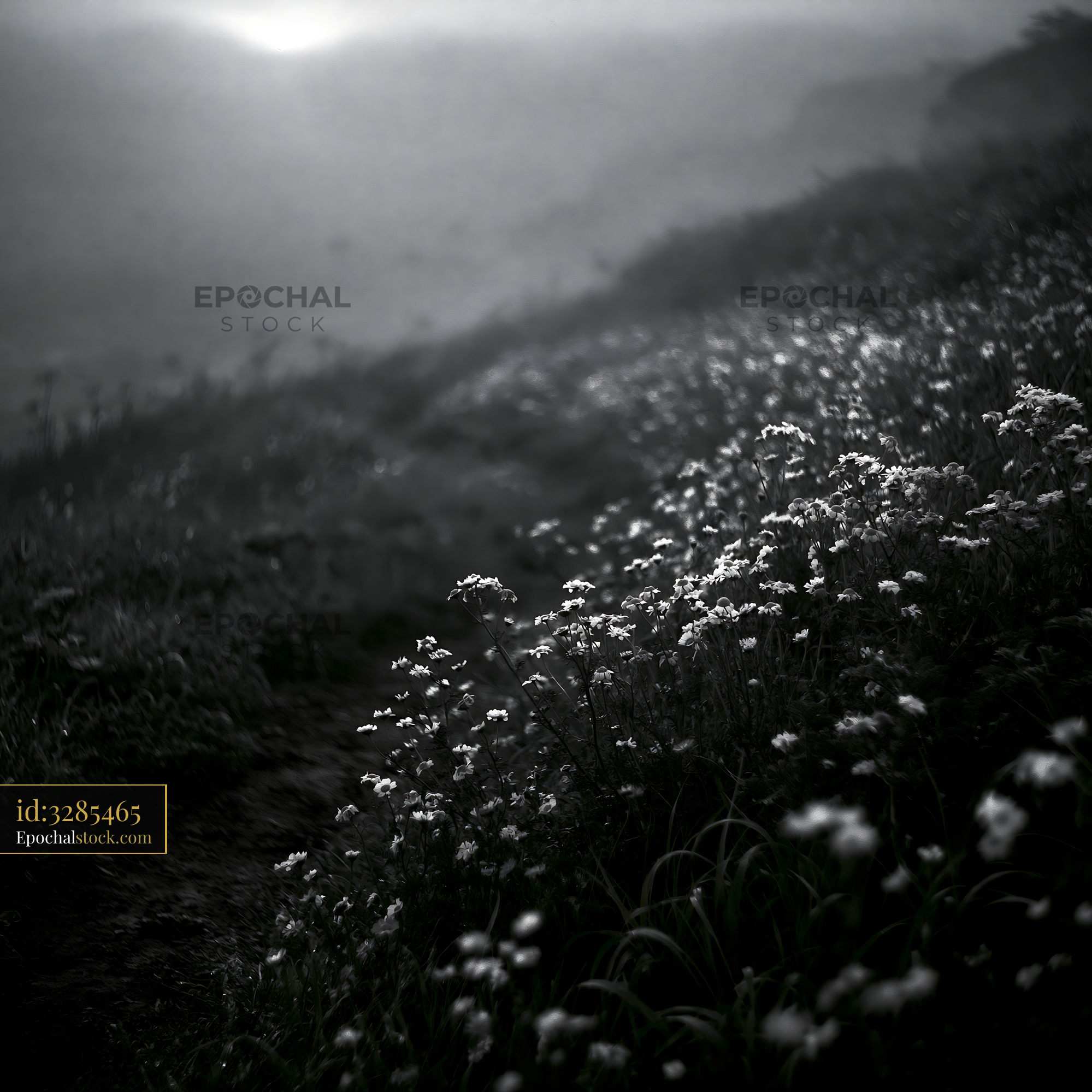 Watermarked full-resolution preview of Flowers on a misty slope at dawn