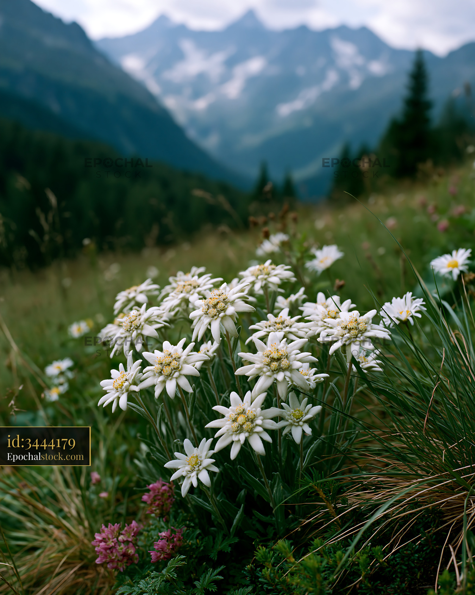 Watermarked full-resolution preview of Flowers grow in a meadow with mountains in the background