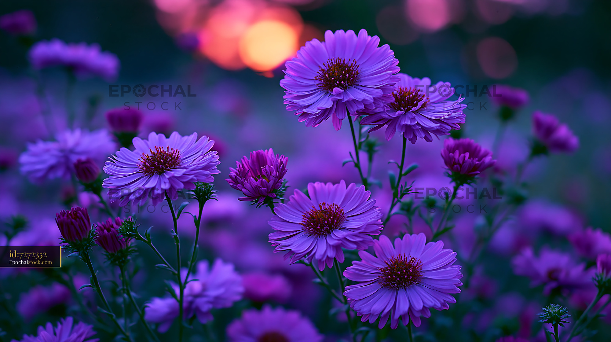 Watermarked full-resolution preview of Purple flowers bloom in a field during sunset