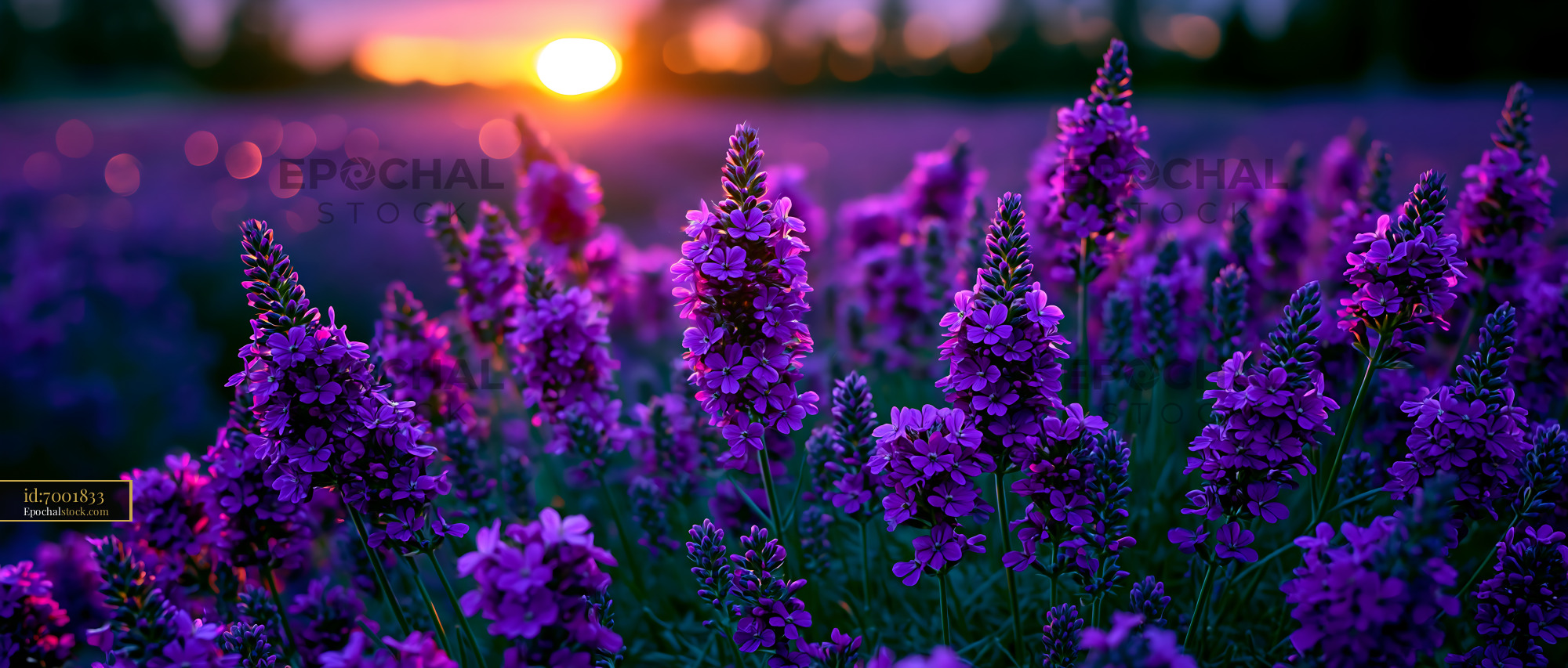 Watermarked full-resolution preview of Lavender field during sunset with vibrant flowers in bloom