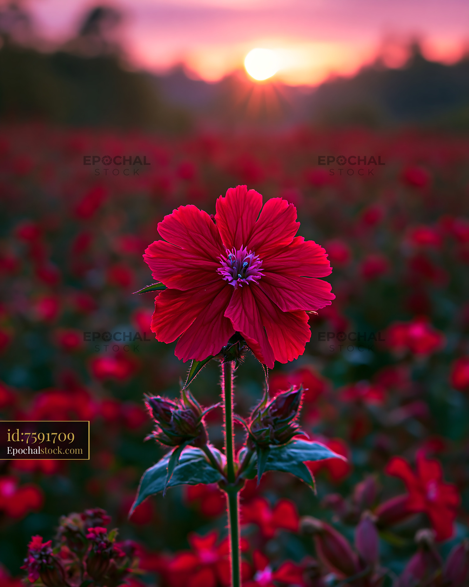 Watermarked full-resolution preview of Red flower in a field during sunset