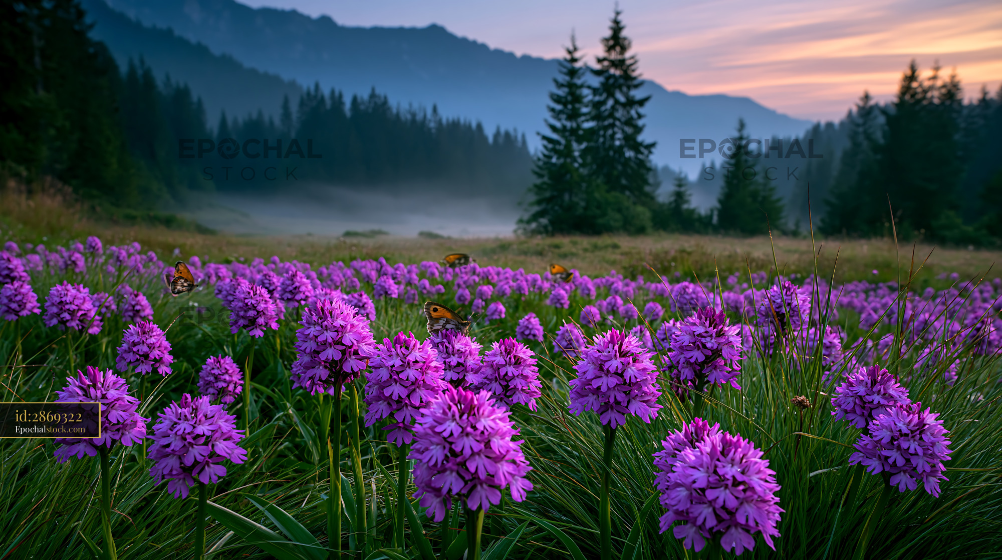 Watermarked full-resolution preview of Purple flowers bloom in a meadow with mountains in the background